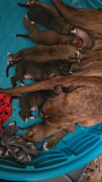 AKC Boxer Puppies in Syracuse, New York