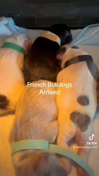 Frenchie Babies in Houston, Texas