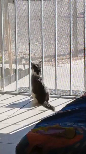 Siamese mix kitten 3 months in Las Vegas, Nevada