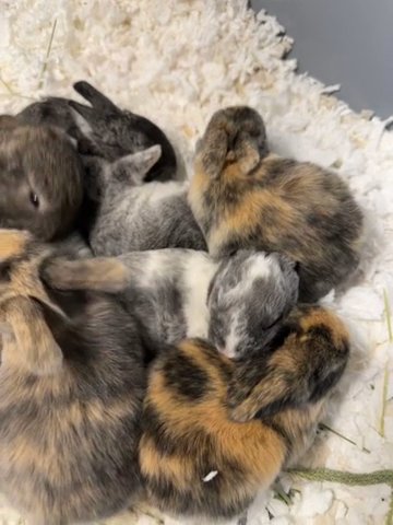 Bunnies (HarleyQuinn) in Tacoma, Washington