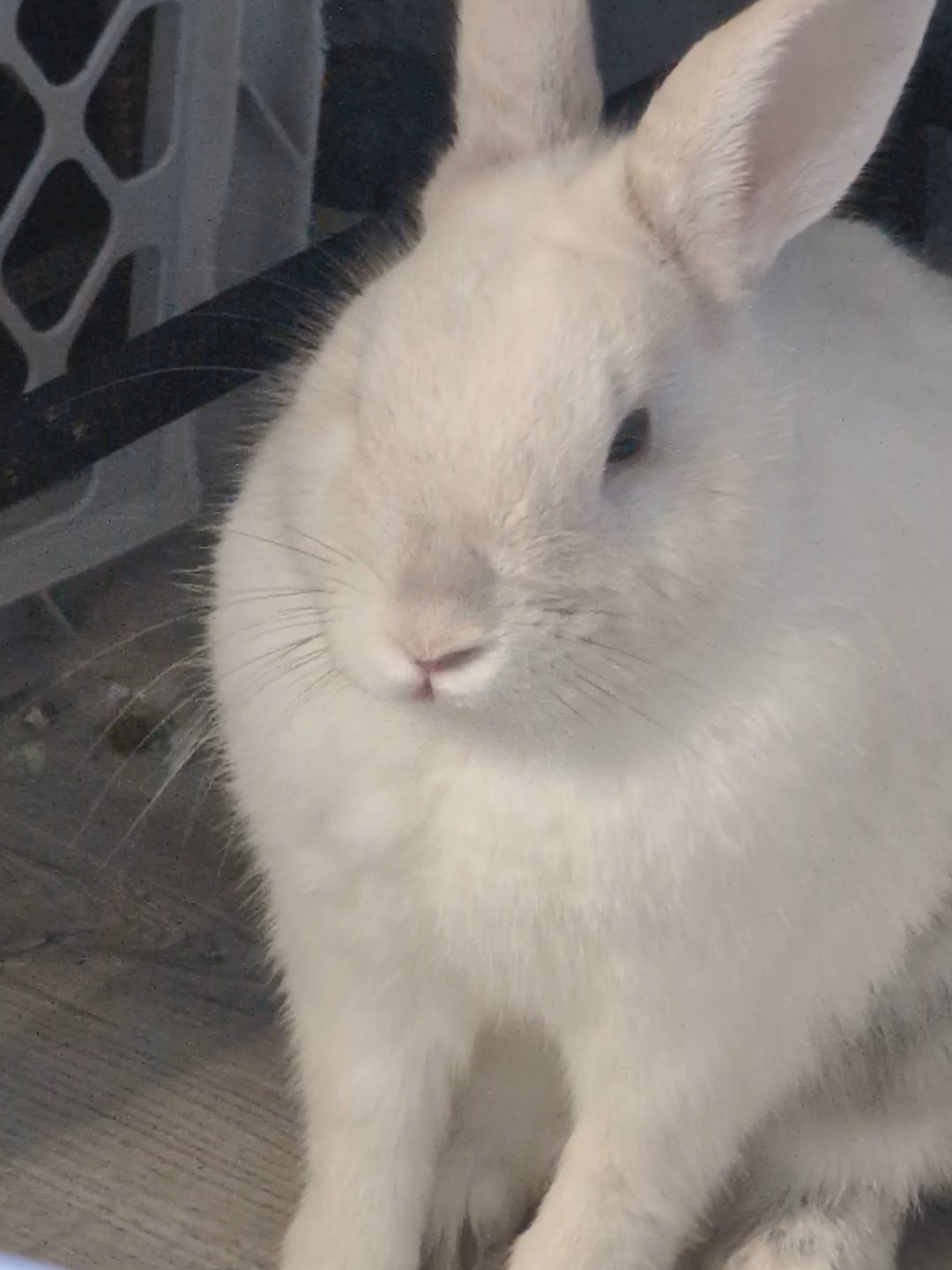 2 male rabbits in Cocoa, Florida