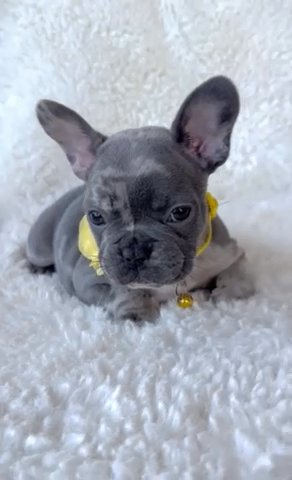 Envy Blue Merle Female in Fort Lauderdale, Florida