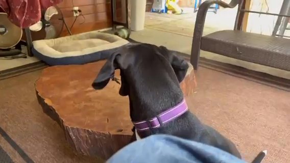 6 Month Old 100% Euro Black Female in Fountain Inn, South Carolina