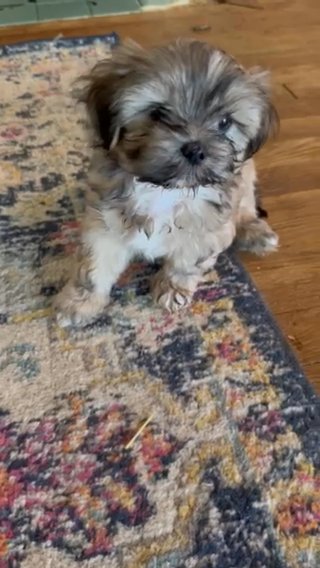 AKC lhasa apso Puppy in Jackson, Mississippi