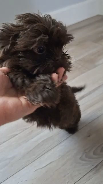 Shih tzu in Palm Bay, Florida