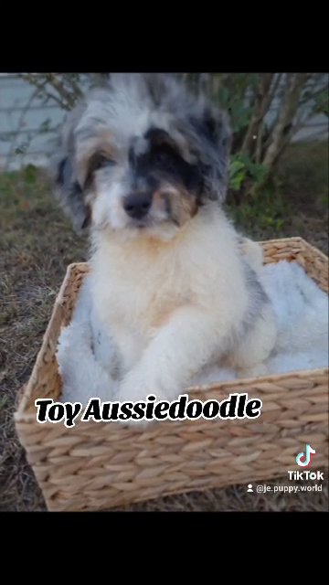Toy Aussiedoodle in Palm Bay, Florida