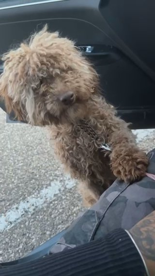 Nugget/Golden Doodle. in Grand Blanc (Charter Township), Michigan