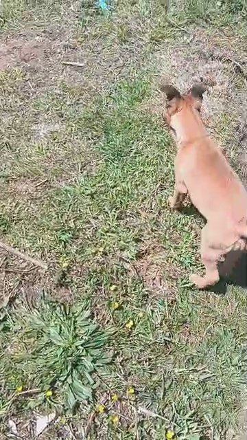 2 german Sheppard pitbulls in Aberdeen, Washington