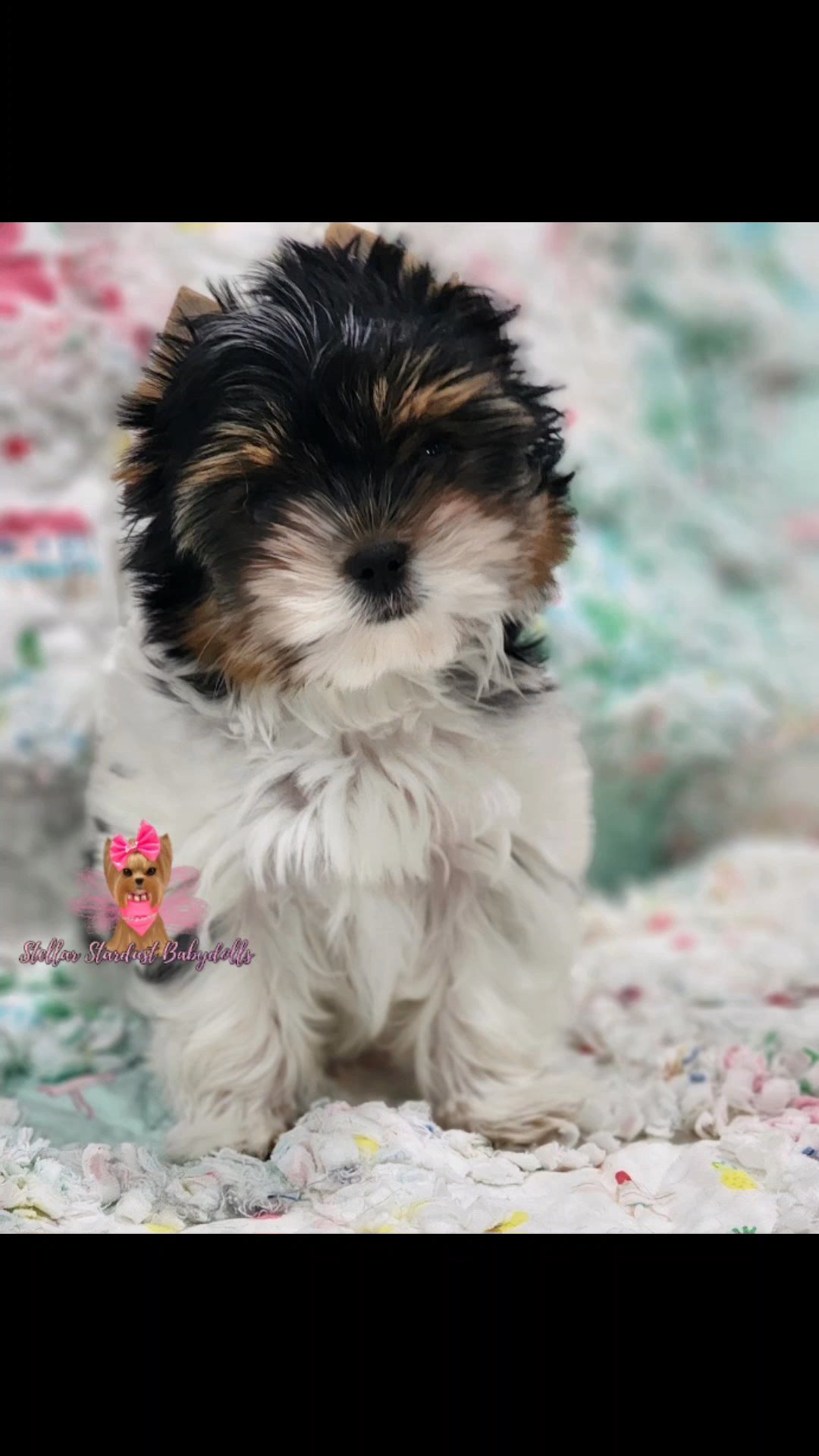 Biewer Terrier females in Chicago, Illinois