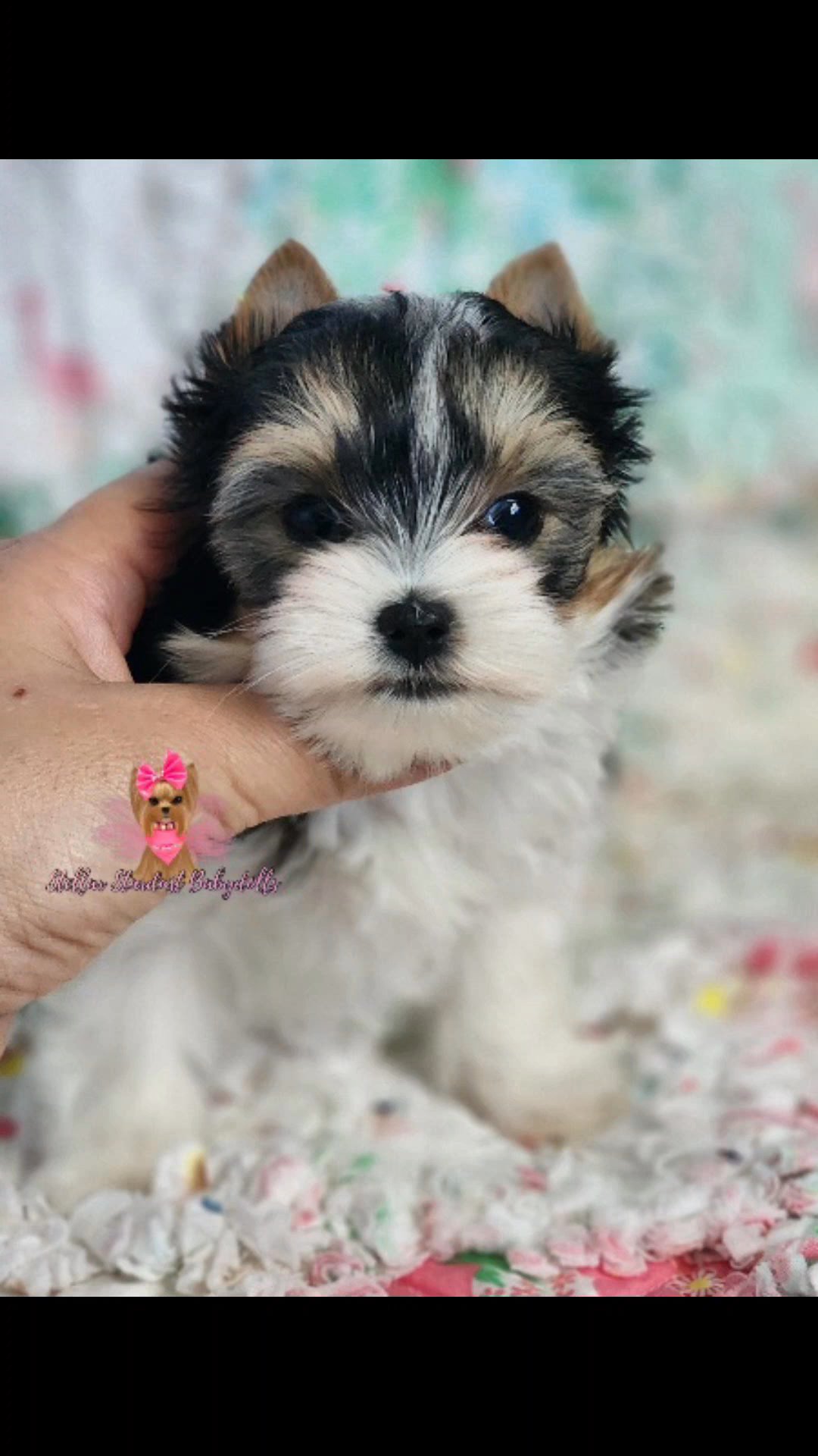 Luna x Buttons Litter 2 tinies 1 standard in Chicago, Illinois