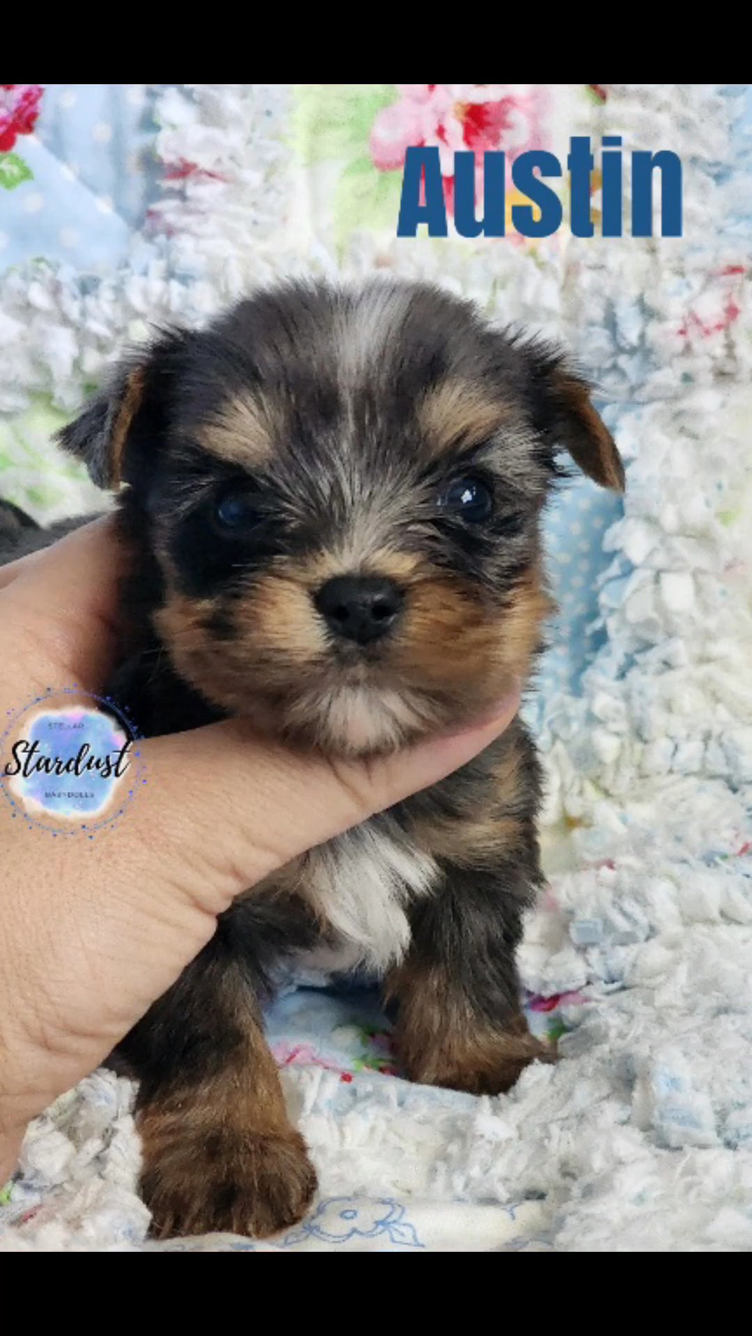3 Blue merle males 1 traditional in Chicago, Illinois