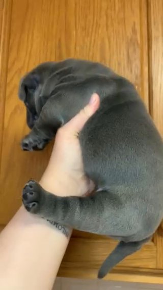 American Bully Female in New York City, New York