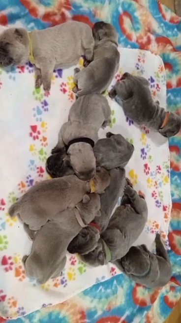 Cane Corso pups in Paragould, Arkansas
