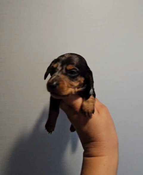 MINI DACHSHUND BLACK & TAN DAPPLE MALE in Grand Junction, Colorado