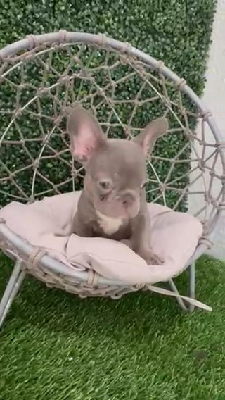 Akc Female Frenchie in Clermont, Florida