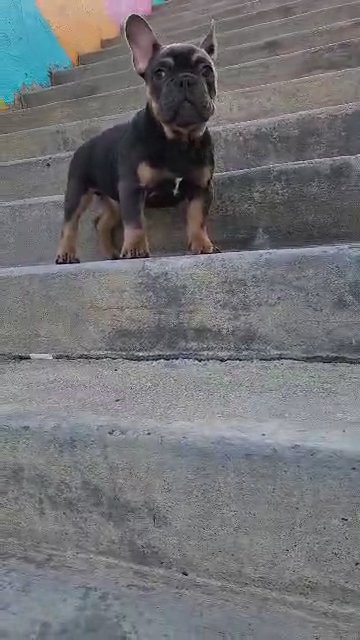 Luck the French bulldog in Omaha, Nebraska