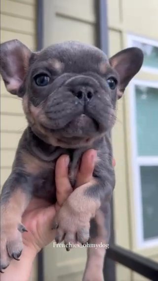 Female French Bulldog in Orlando, Florida
