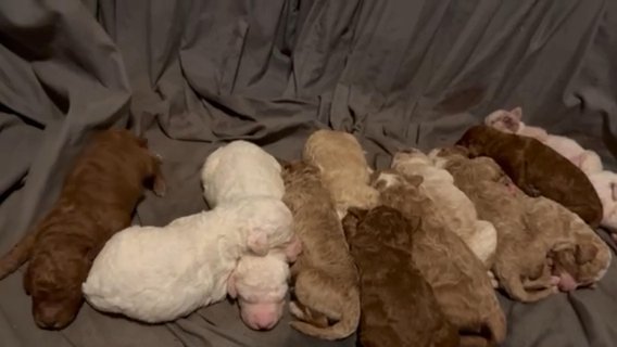 Mini Poodles in Tulsa, Oklahoma