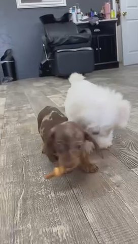 Dapple Female Dachshund in Fort Smith, Arkansas