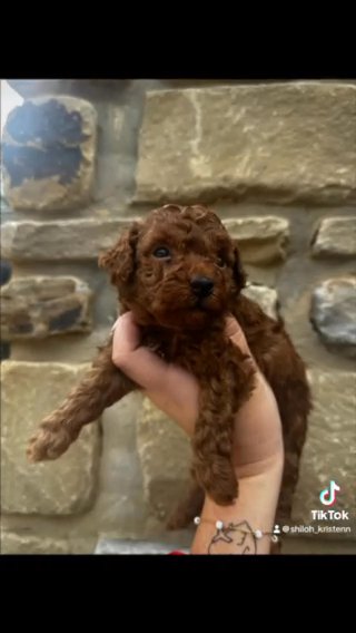 AKC Red Poodles in Fort Smith, Arkansas