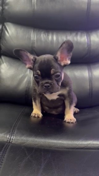 Handsome Frenchie Boy For Sell in Philadelphia, Pennsylvania