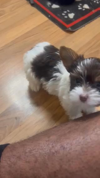 Chocolate Parti Male Yorkies in Las Vegas, Nevada