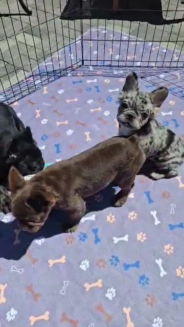 FLUFFY FRENCHIE BLACK FEMALE in Grand Junction, Colorado