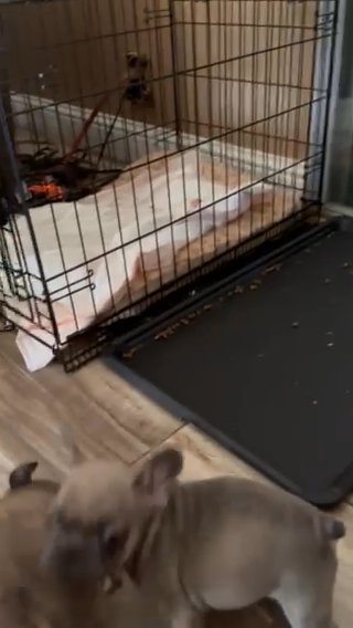 French Bulldog in Fresno, California