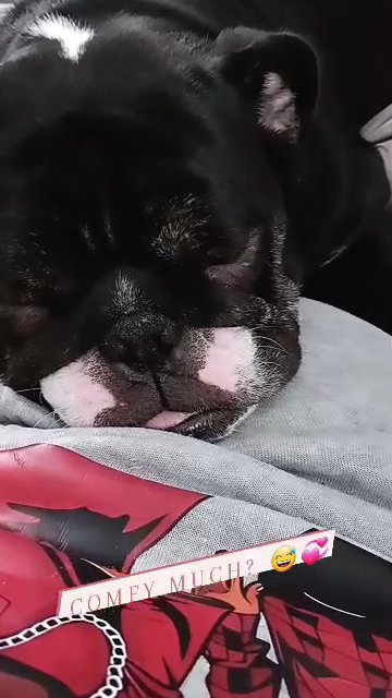 female mini English bulldog in Berkeley, California