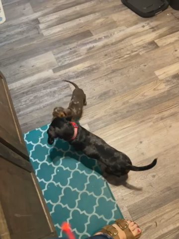 Male Dapple Dachshund in Fort Smith, Arkansas