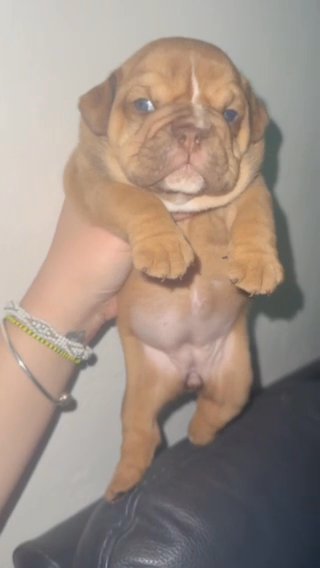 Mini Lilac English Bulldog Exotic Bulldog Ingles Exotica in Miami, Florida
