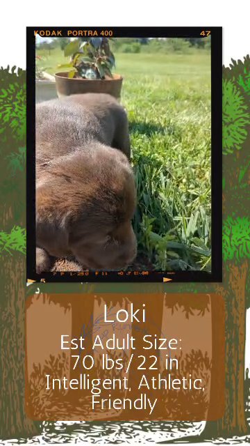 Loki in Goshen, Indiana