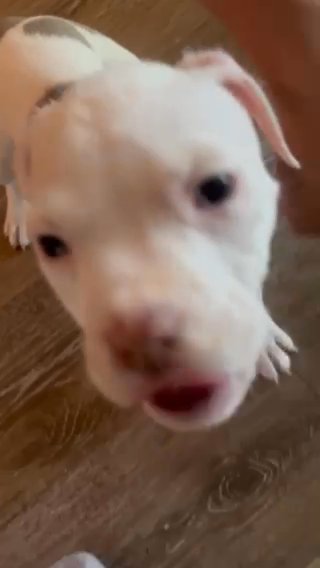Esmerelda AMERICAN POCKET BULLY $250 in Burlington (Township), New Jersey