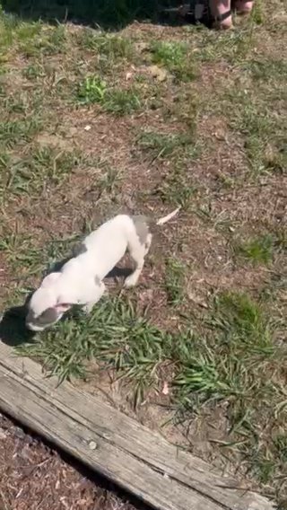 BT AMERICAN POCKET BULLY $250 in Burlington (Township), New Jersey