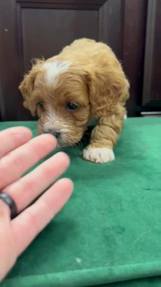 F1b Toy Cavapoo in Jonesboro, Arkansas