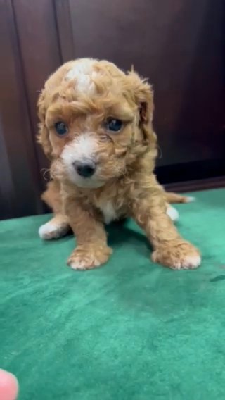 F1b Toy Cavapoo in Jonesboro, Arkansas