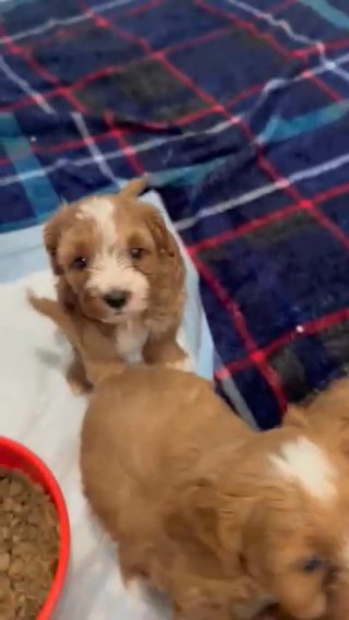 F1b Toy Cavapoos in Jonesboro, Arkansas
