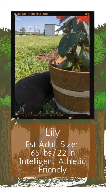 Lily in Goshen, Indiana