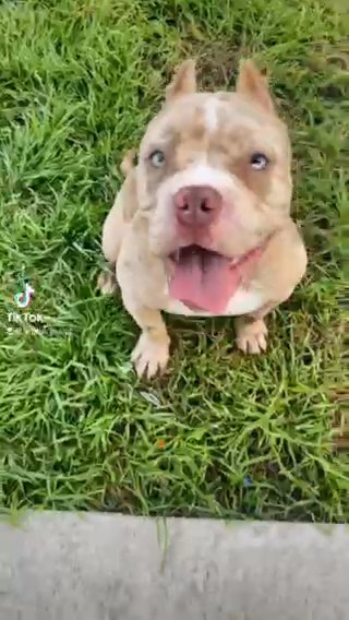 American Bully STUD available in Port St. Lucie, Florida