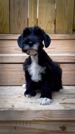 Pepef (Miniature Schnauzer) in Jackson, Tennessee