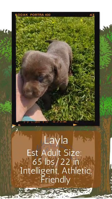 Layla in Goshen, Indiana
