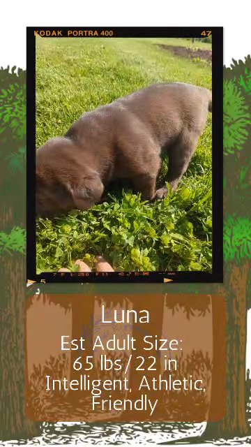 Luna in Goshen, Indiana