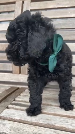 Mini Goldendoodle in Miami, Florida