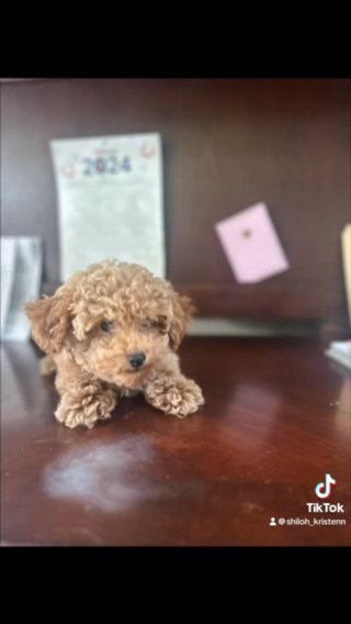 Toy Poodle Male in Fort Smith, Arkansas