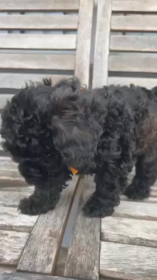 Mini Goldendoodle in Miami, Florida