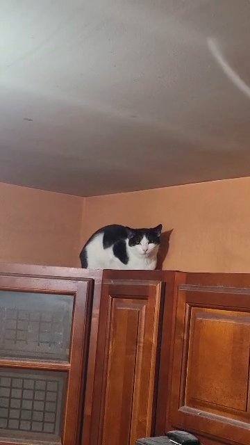 6month  $70  GIRL kitty brooklyn  nyc in New York City, New York