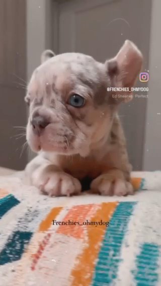 Male French Bulldog in Orlando, Florida