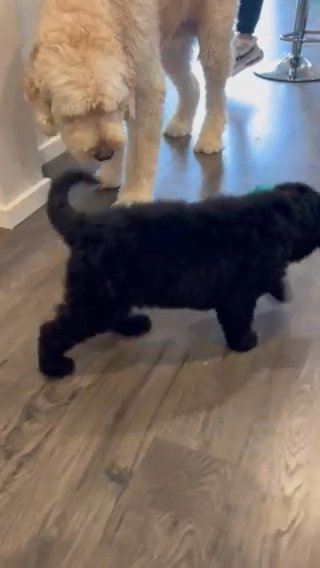 ?Adorable Puppy Needs Loving Home! ? in Woodburn, Oregon