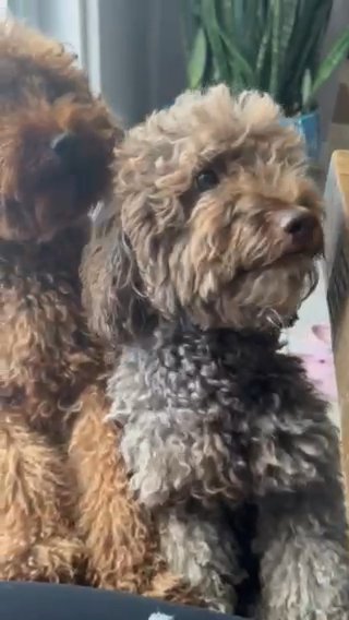Mini Goldendoodle Stud in Miami, Florida