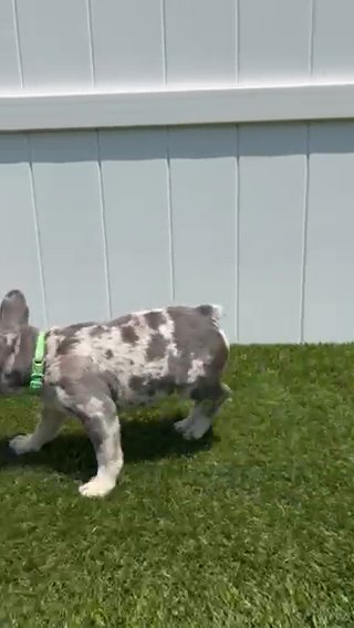 Lilac And Tan Merle female in Palm Coast, Florida